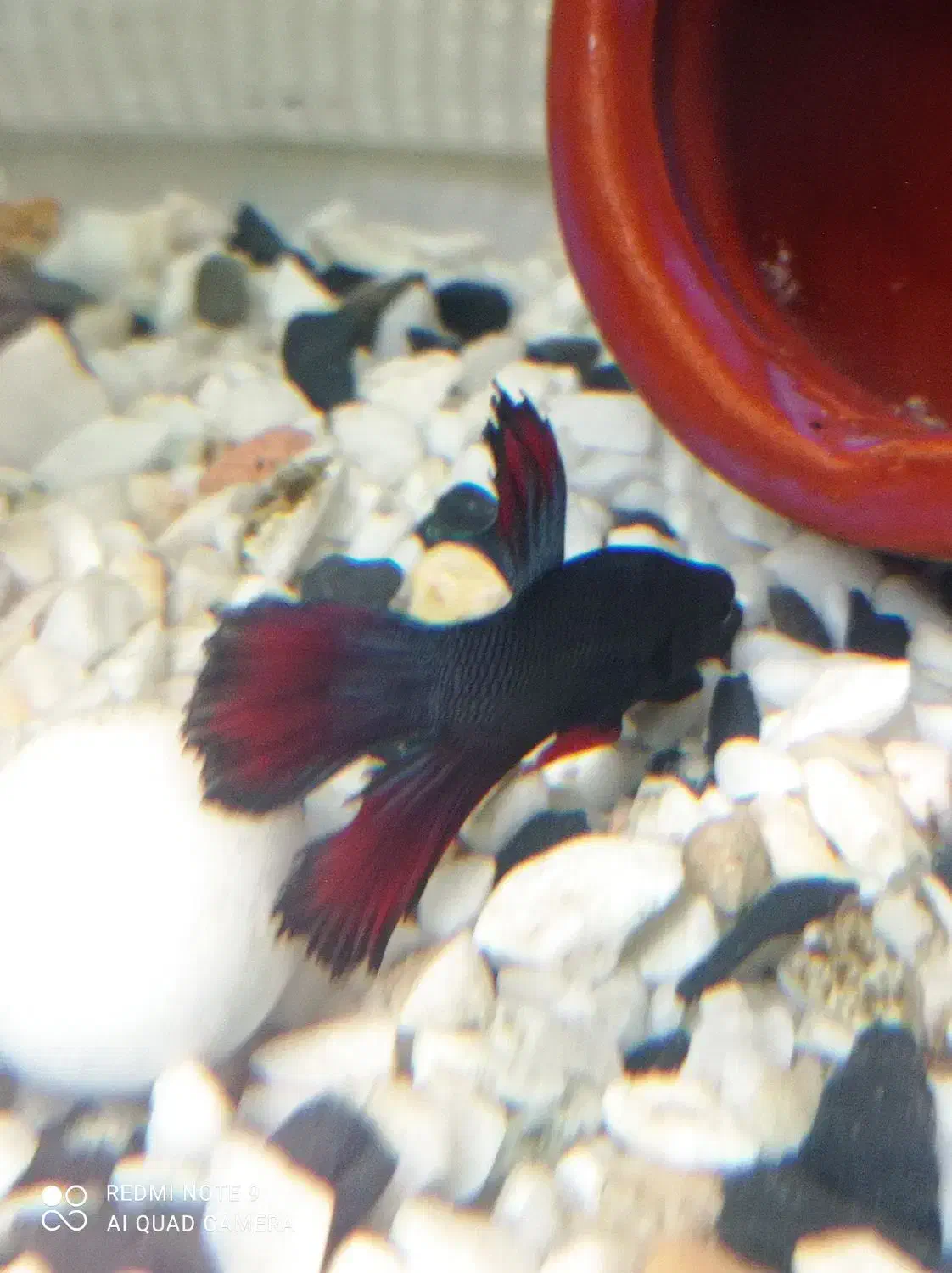 ماهی فایتر نر قیمت 2۰۰ هزار تو مان|ماهی|اندیشه, اندیشه فاز ۱|دیوار