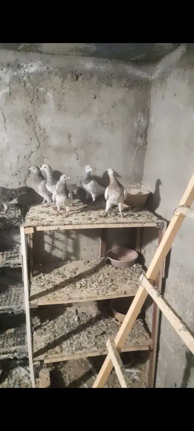 تعدادی کبوتر ناور طوقی و تهرانی|پرنده|قروه, |دیوار