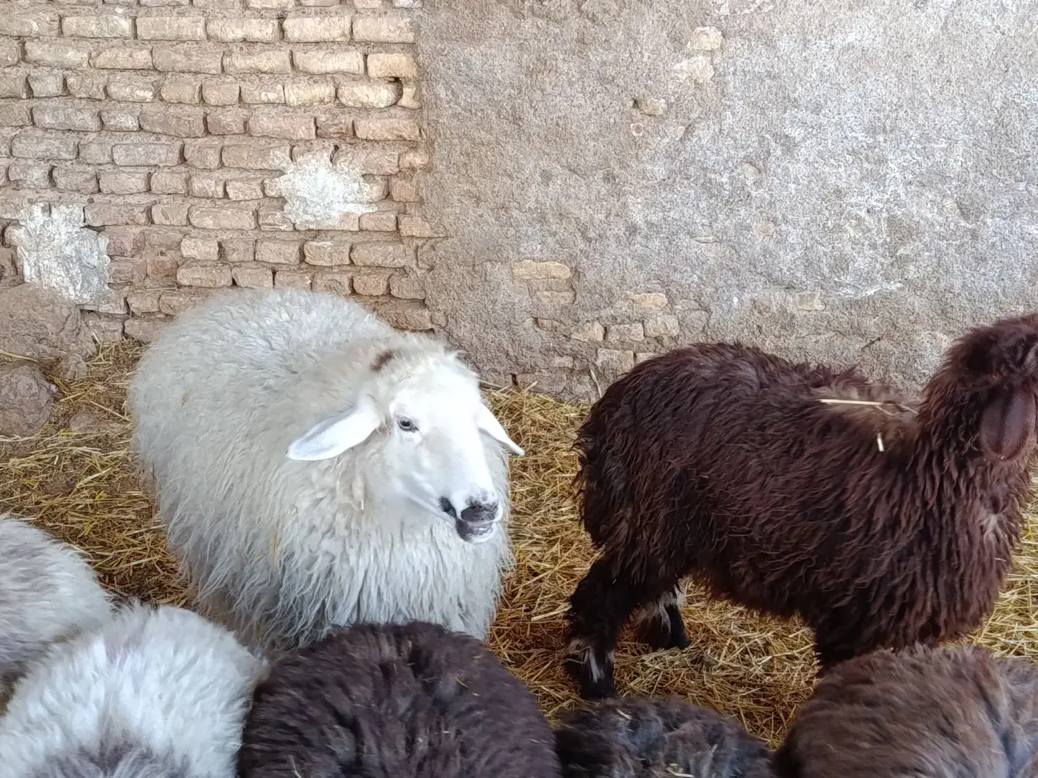 میش|حیوانات مزرعه|مرودشت, محمد آباد|دیوار