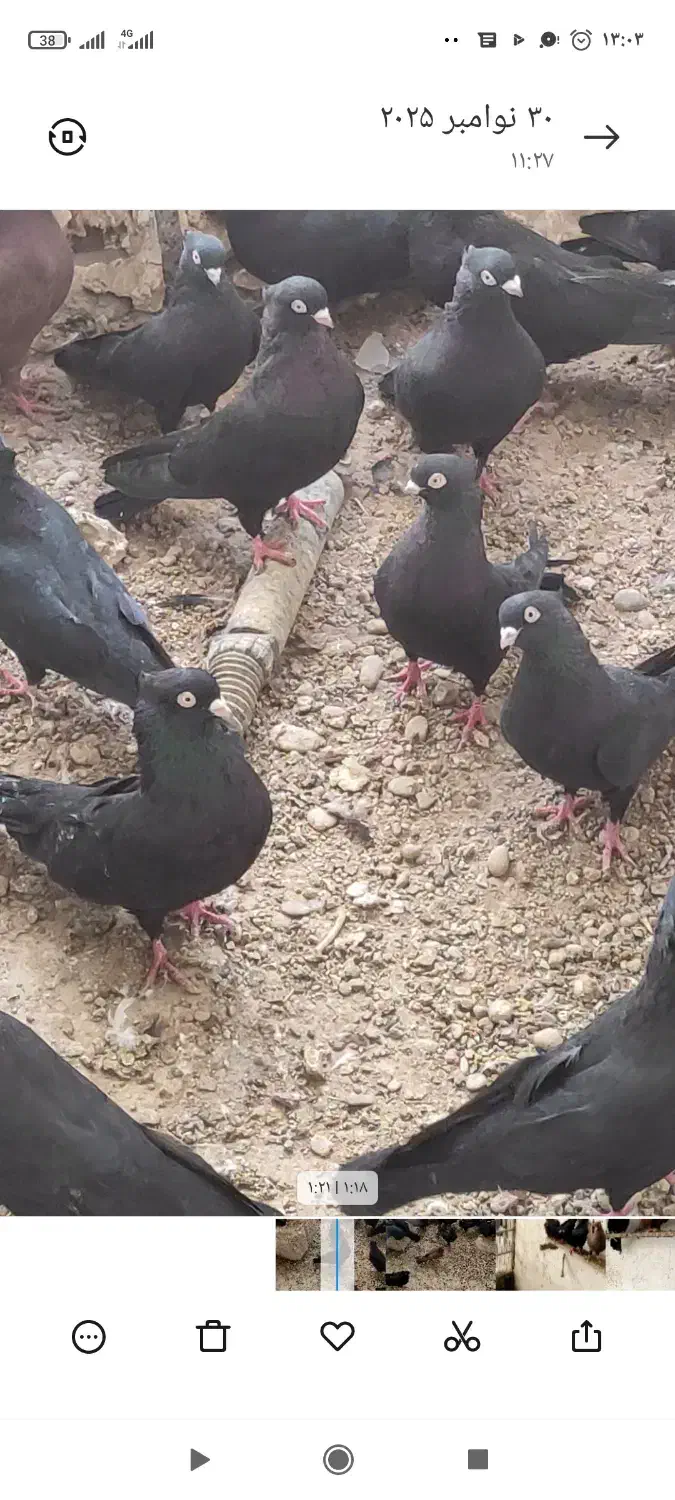 سیاه آبادانی|پرنده|بندر گناوه, |دیوار