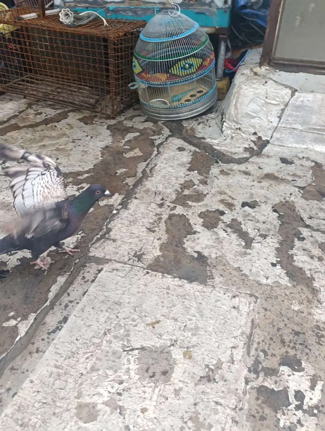 کبوتر|پرنده|شیراز, تل حسین‌آباد|دیوار