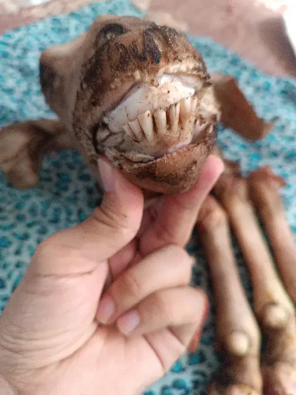 کله پاچه|خوردنی و آشامیدنی|تربت جام, جامرود|دیوار