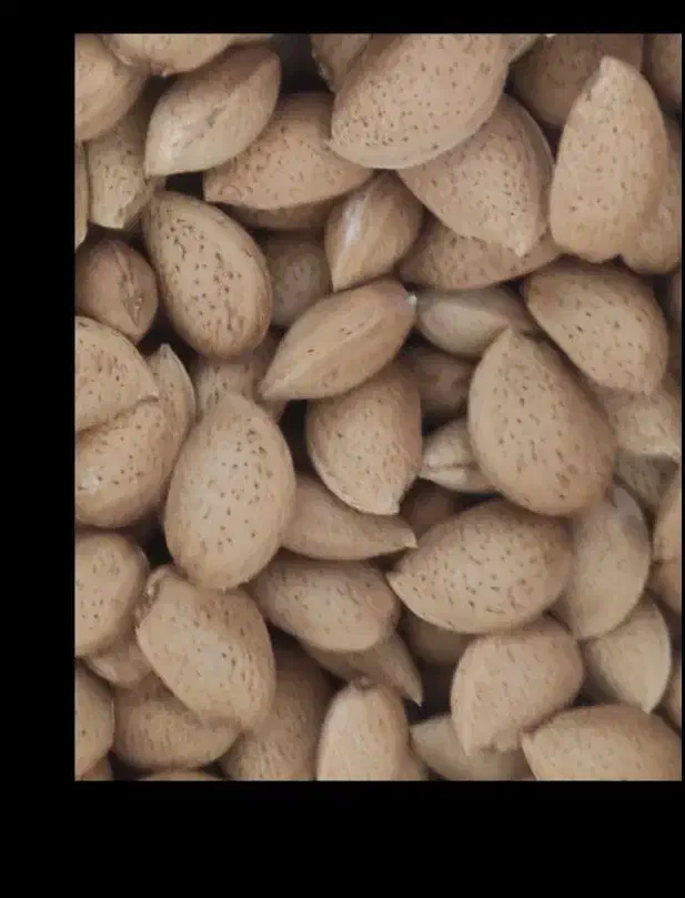 بادام شیرین|خوردنی و آشامیدنی|قم, زنبیل آباد|دیوار