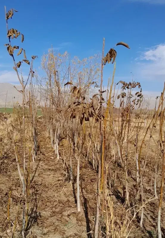 درخت گردو سه ساله|گل و گیاه طبیعی|الشتر, |دیوار