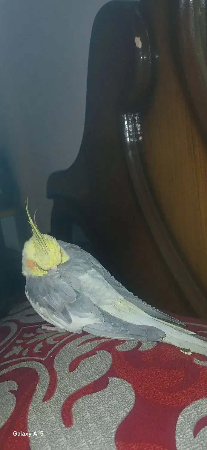 گم شدن طوطی خاکستری نر حوالی دادگستری|حیوانات|بهبهان, |دیوار