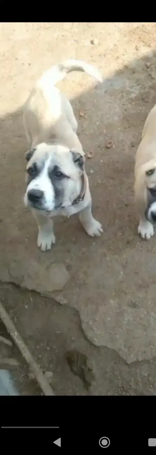 گمشده سگ گله|سگ|رفسنجان, |دیوار