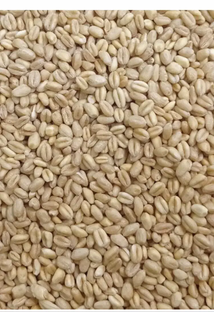 بذر گندم آبی رقم حیدری|خدمات باغبانی و درختکاری|صحنه, |دیوار