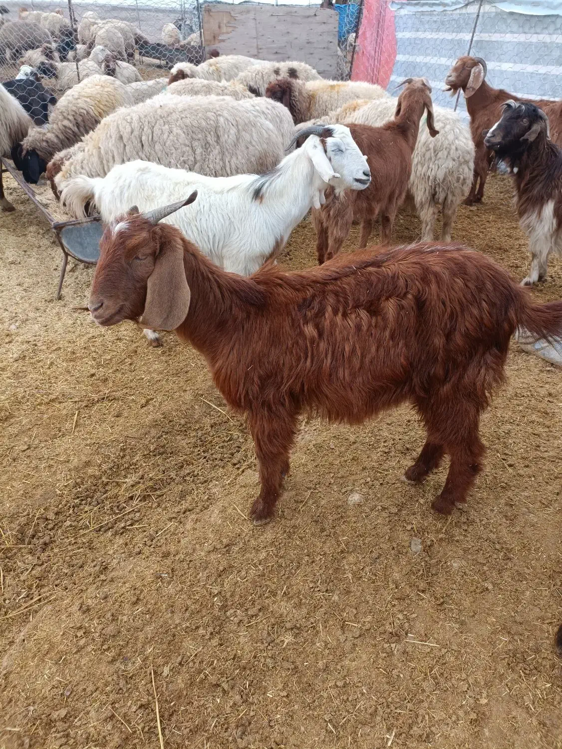 ۲عددکهر ماده پارسال دانه 8500|حیوانات مزرعه|مهران (ایلام), |دیوار