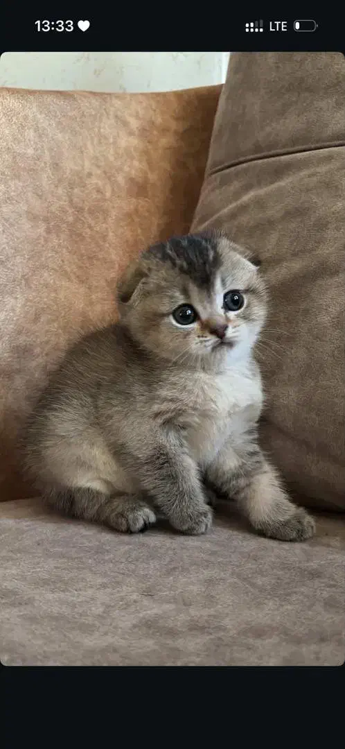 اسکاتیش گلد|گربه|اندیشه, اندیشه فاز ۱|دیوار