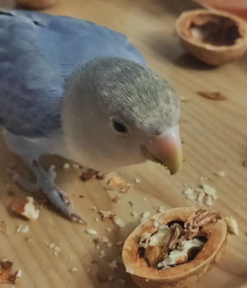 واگذاری طوطی برزیلی|پرنده|باغستان, |دیوار