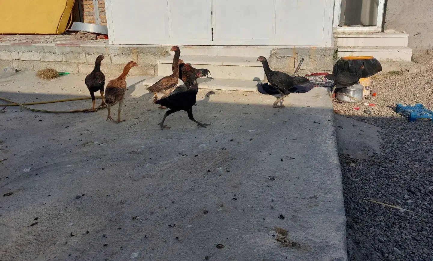 مرغ لاری|حیوانات مزرعه|تیکمه داش, |دیوار