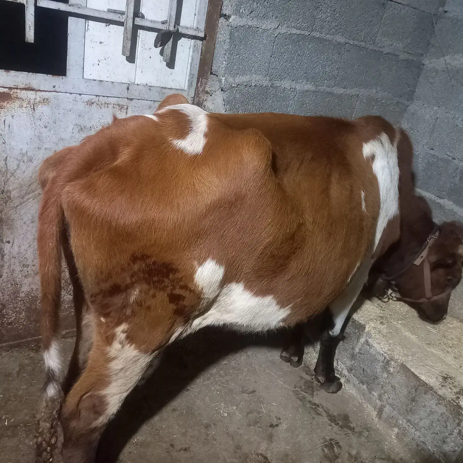 فروش ۳ راس گاو و گوساله|حیوانات مزرعه|گوراب زرمیخ, |دیوار