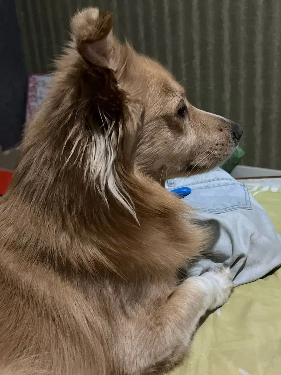 سگ اشپیتز|سگ|پرند, فاز ۵|دیوار