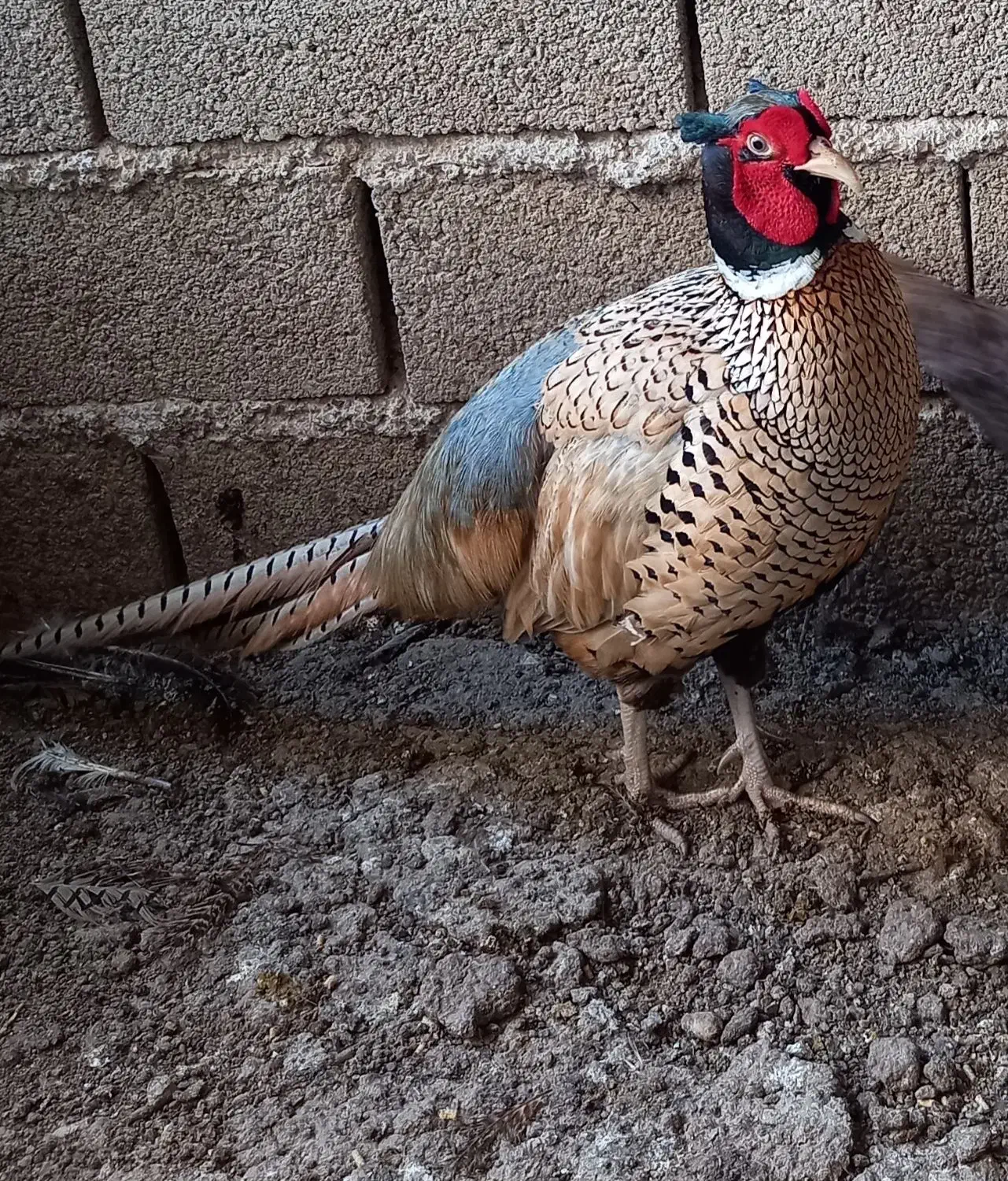 فروش طاووس و پرنده زینتی|پرنده|تهران, خلیج فارس|دیوار