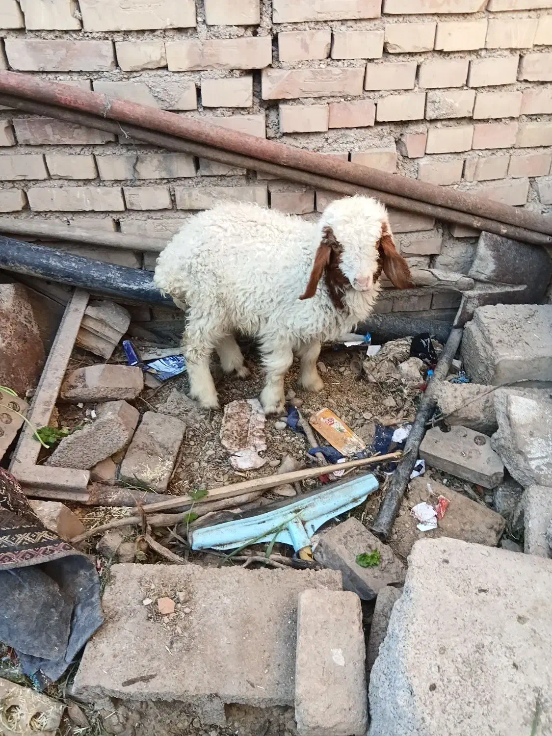 بره.میش.بز.بیگ|حیوانات مزرعه|دزفول, |دیوار