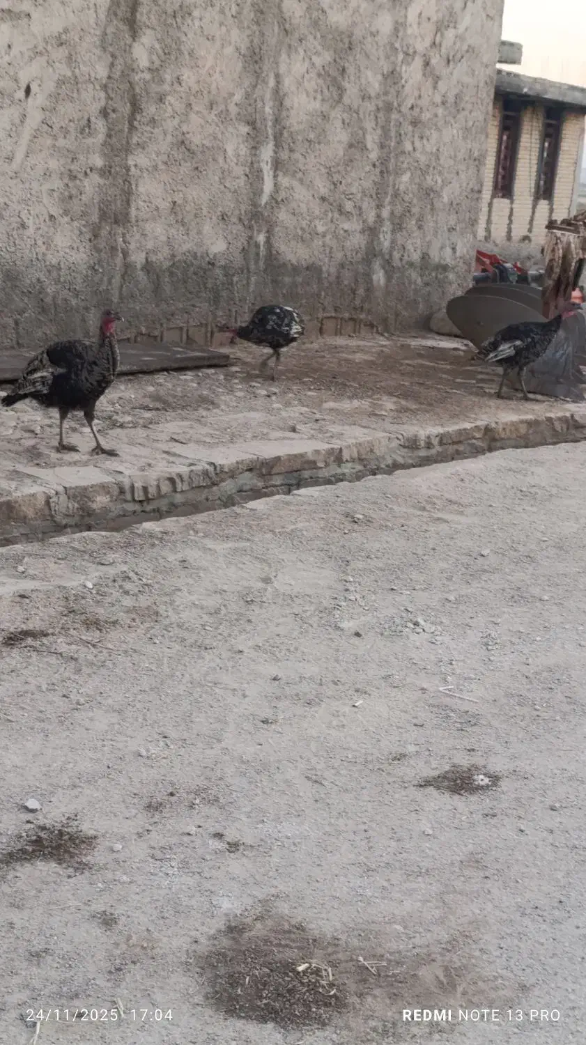 بوقله|حیوانات مزرعه|دهدشت, |دیوار