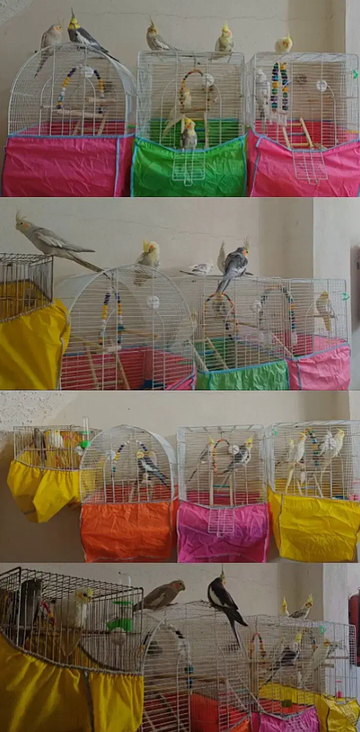 خریدار عروس تخم،جوجه دونخور بالغ شما فروشی هم دارم|پرنده|لاهیجان, لیالستان|دیوار