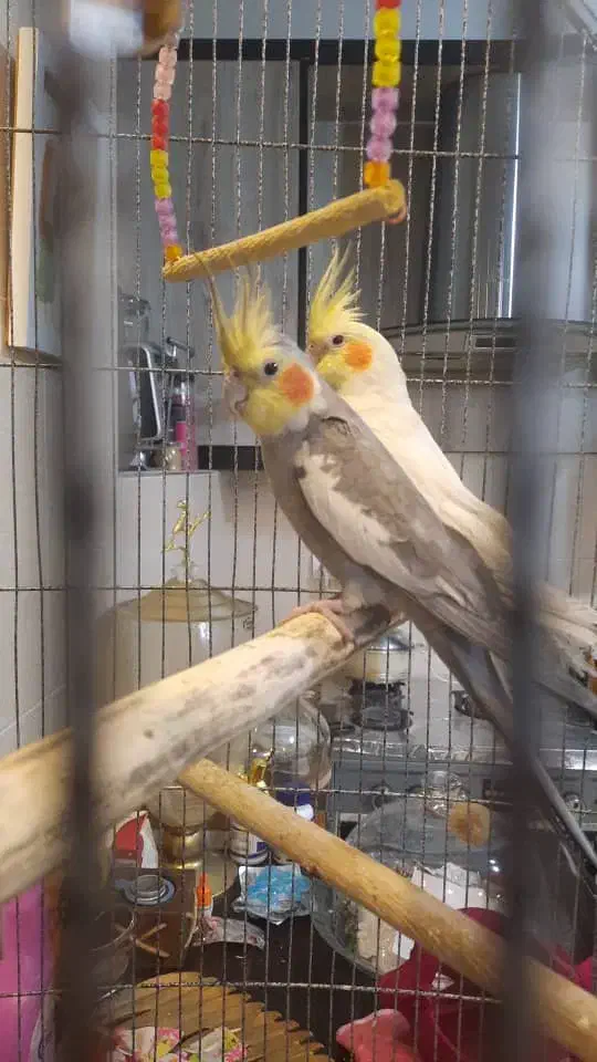 عروس هلندی|پرنده|فردیس, شهرک ناز|دیوار