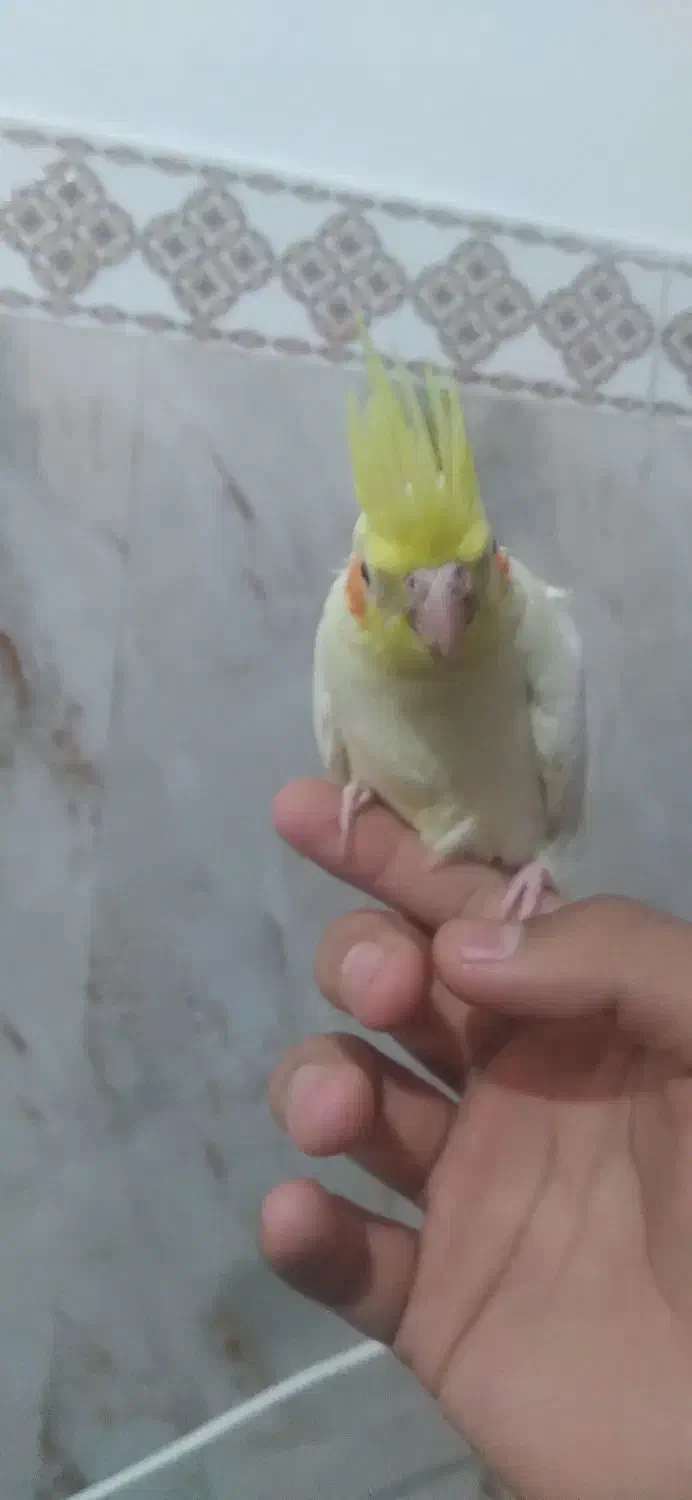 قفس میخرم و معاوضه با عروس میکنم|پرنده|مشکین‌دشت, |دیوار