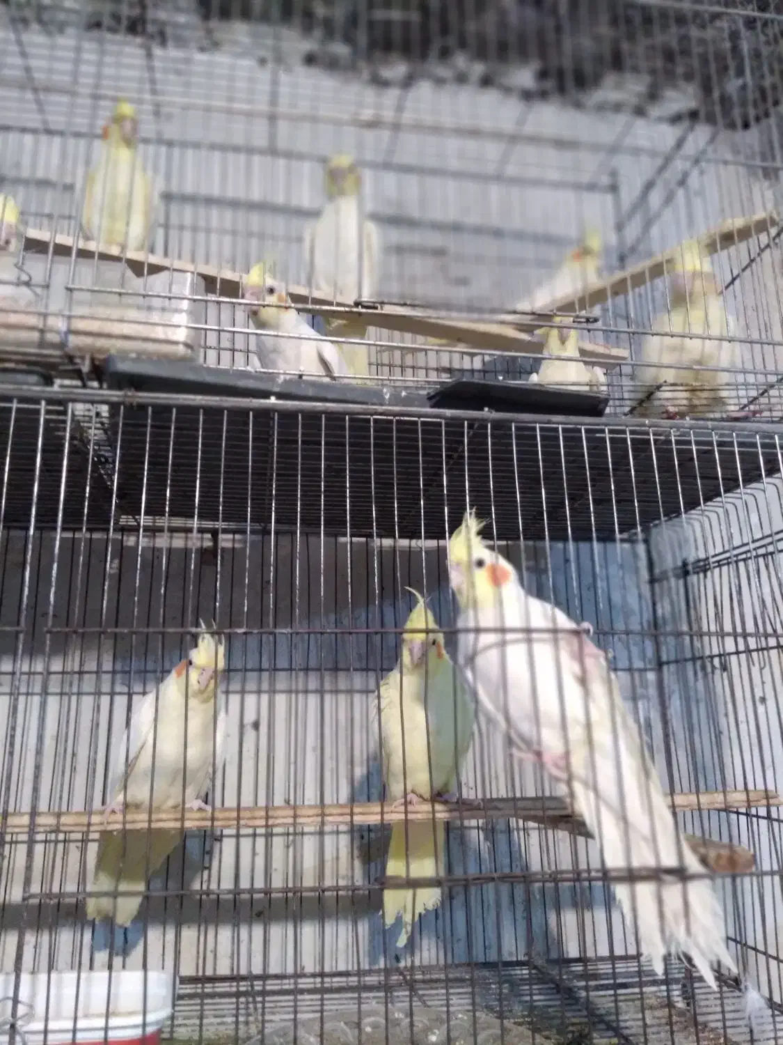 عروس هلندی جوجه تا بالغ|پرنده|چالوس, |دیوار