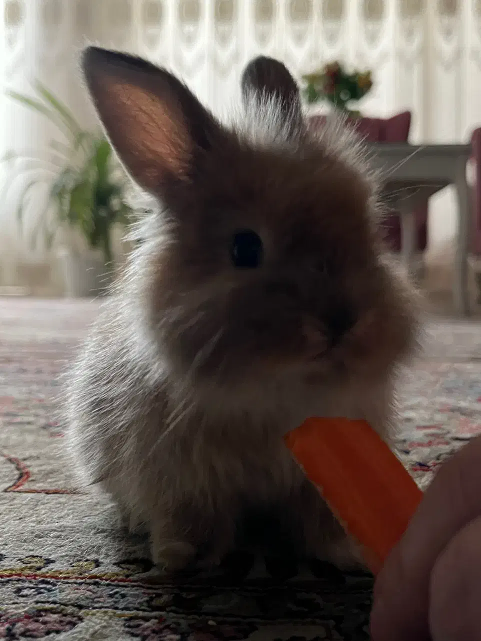 خرگوش لوپ|موش و خرگوش|مشهد, مقدم|دیوار