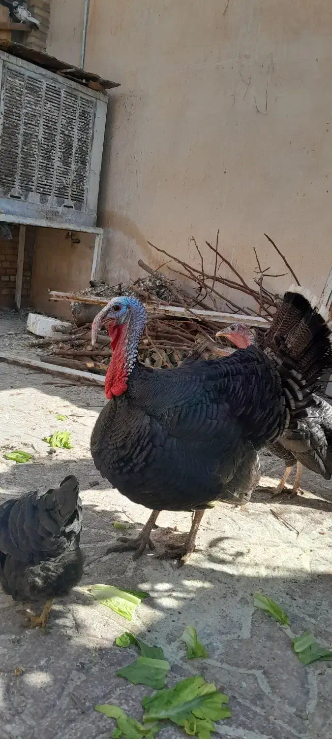 بوقلمون برنز نروماده اصل محلی جهرم|حیوانات مزرعه|جهرم, |دیوار