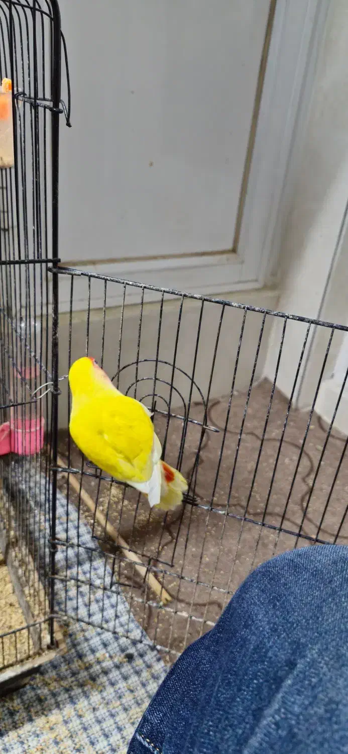 جفت کوتوله برزیلی|پرنده|بابلسر, |دیوار