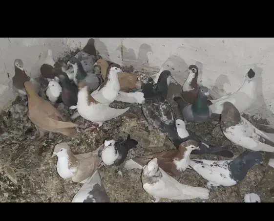 کبوتر|پرنده|بردسکن, |دیوار