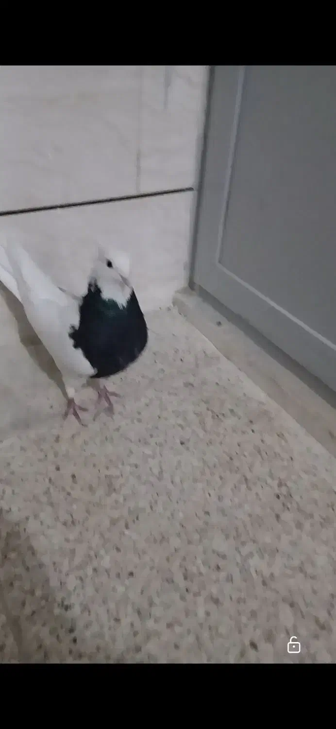 طوقی|پرنده|شهرکرد, |دیوار