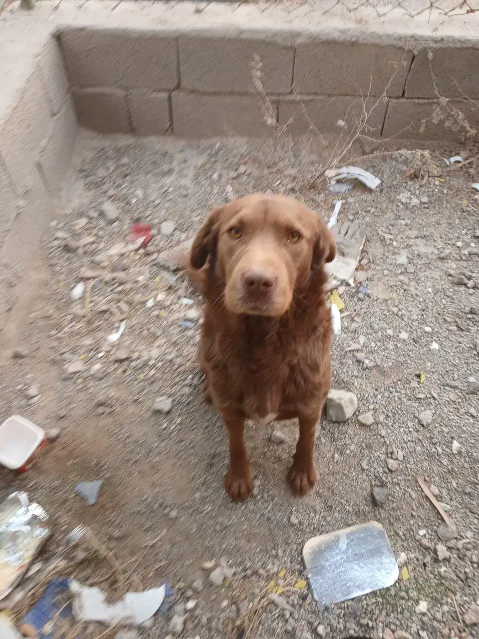 سگ ۱سالو نیمه نگهبان|سگ|پاکدشت, پاکدشت (مامازند)|دیوار