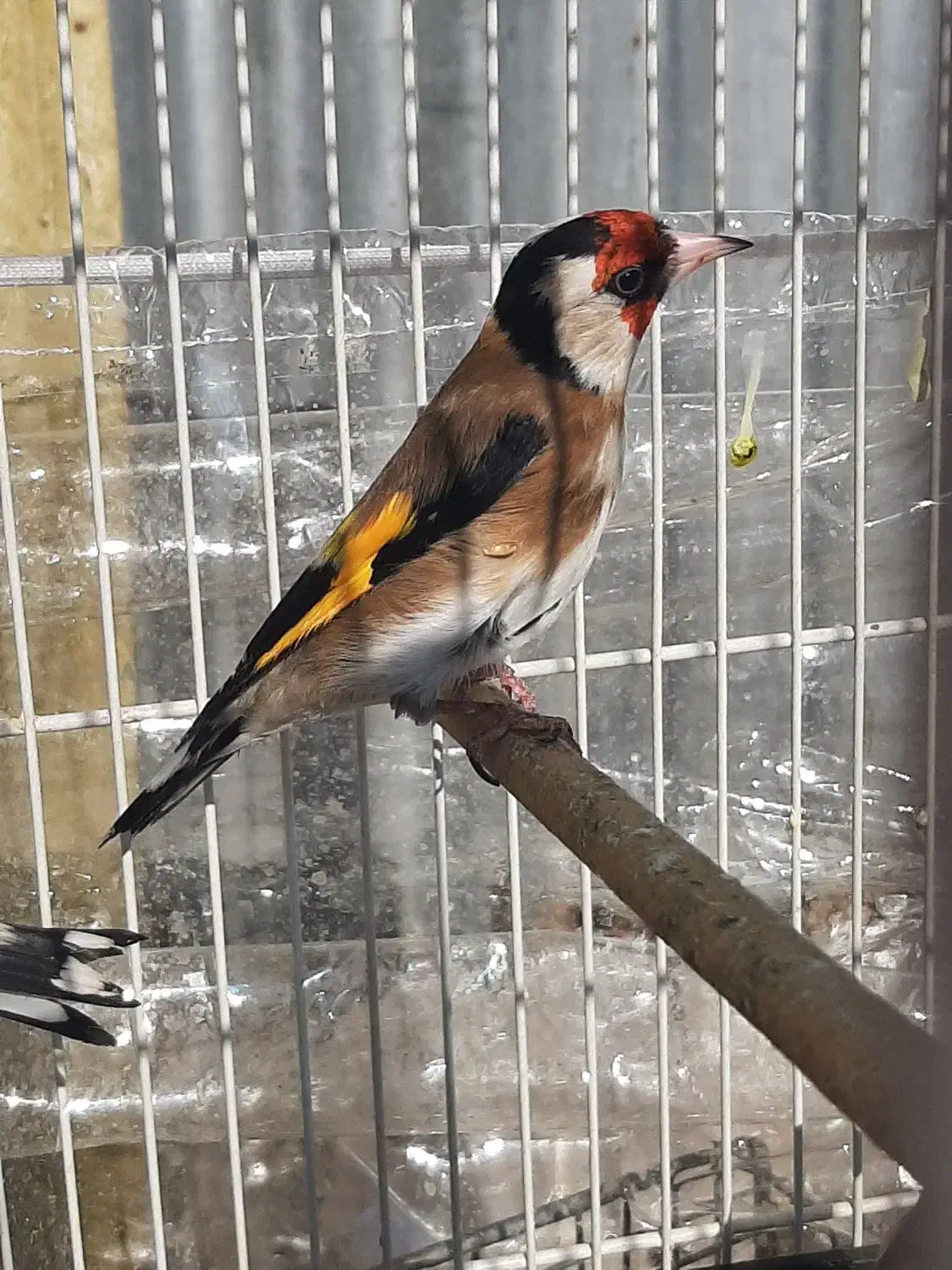 سهره معاوضه با قناری|پرنده|قوچان, |دیوار