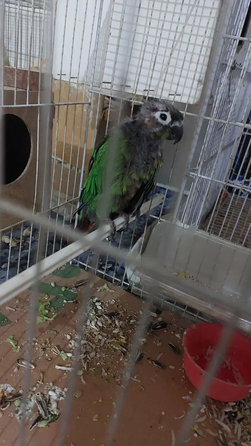 گل (پرنده)|گل و گیاه طبیعی|چناران, |دیوار