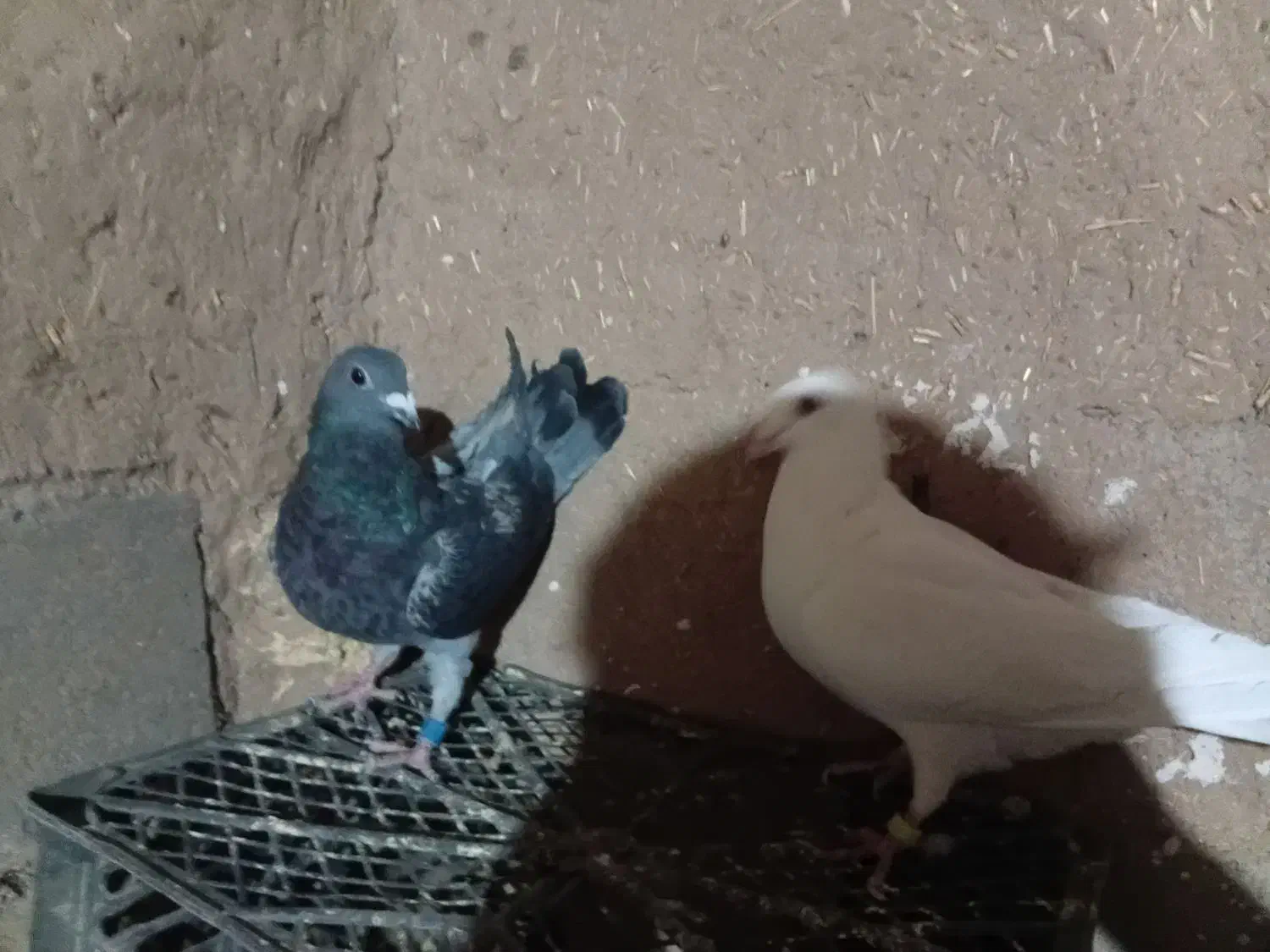 کفتر|پرنده|سلامی, |دیوار