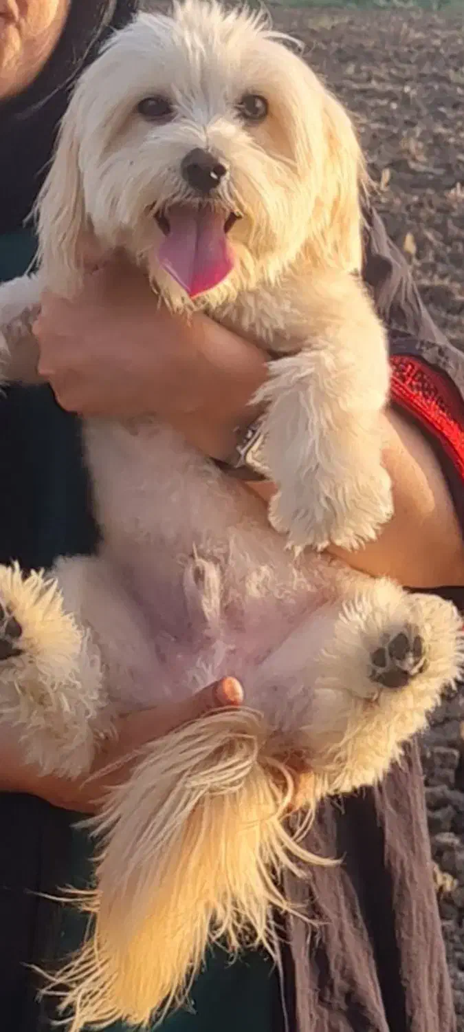 سگ گم شده.. شیتزو|سگ|کرمانشاه, |دیوار