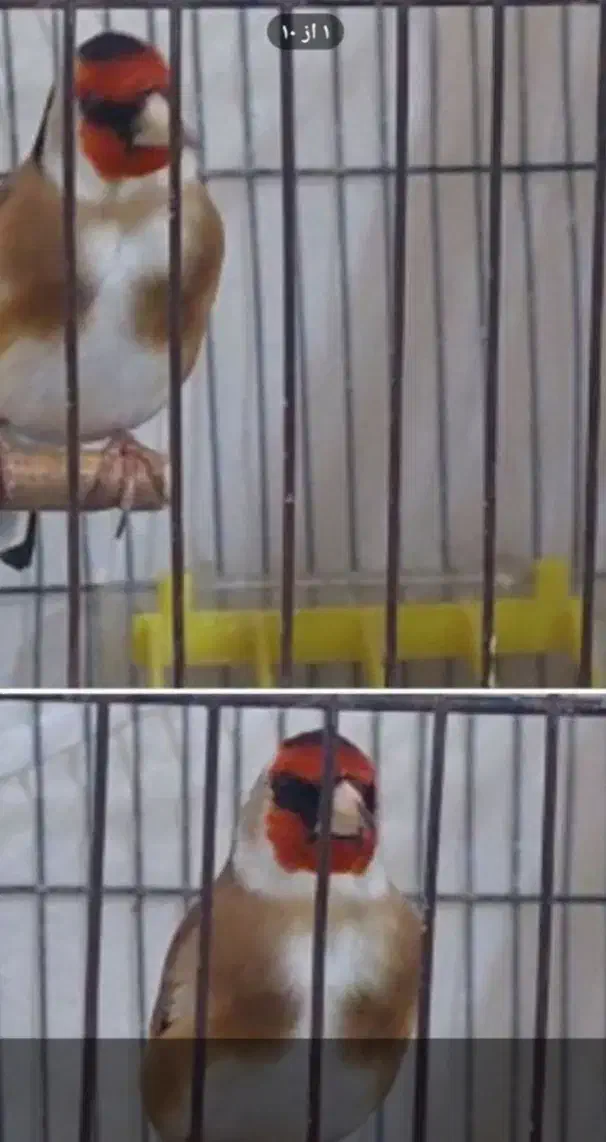 سهره جفتی قناری|پرنده|ری, علایین|دیوار