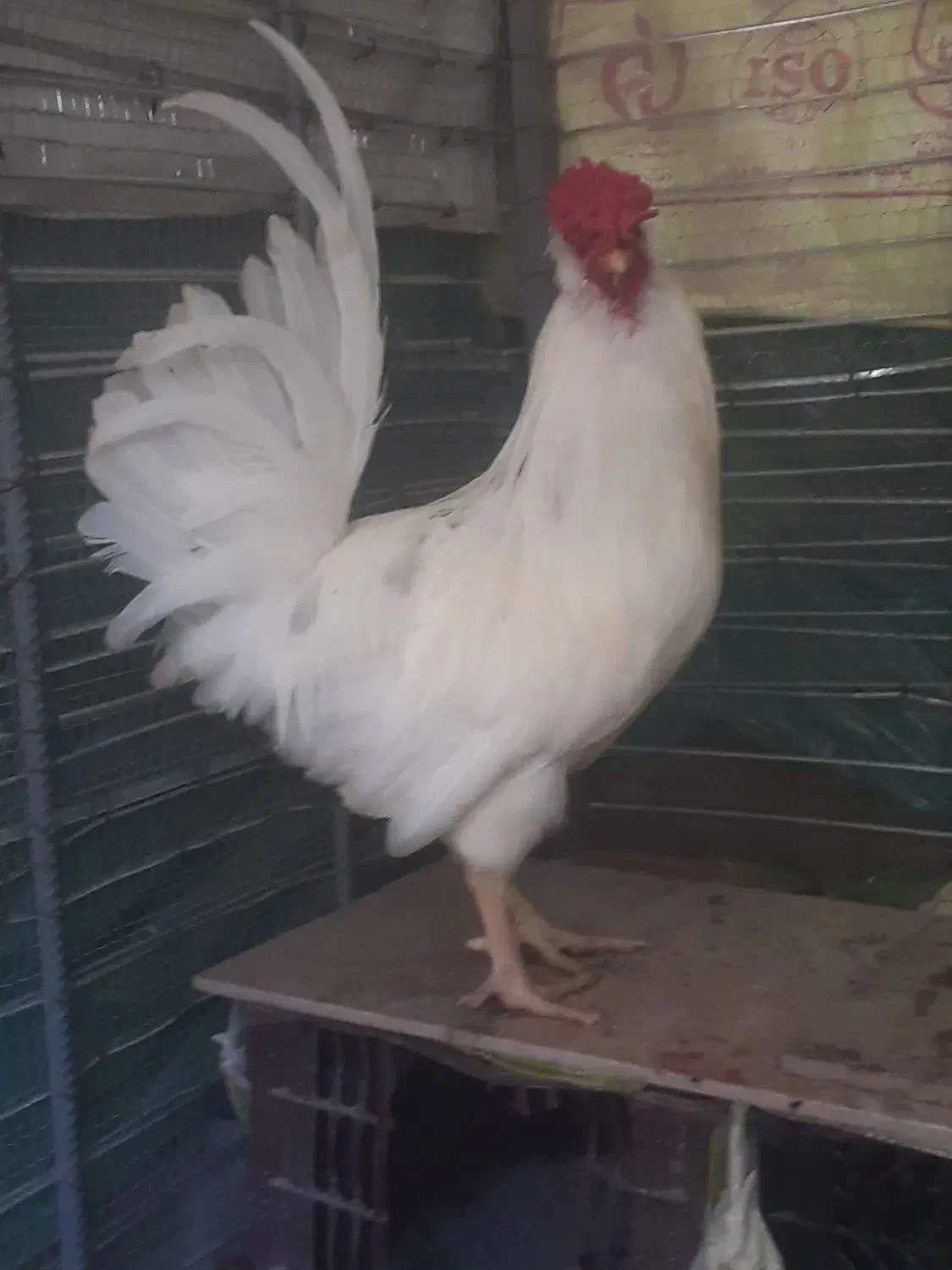 فرش|فرش|کهنوج, |دیوار