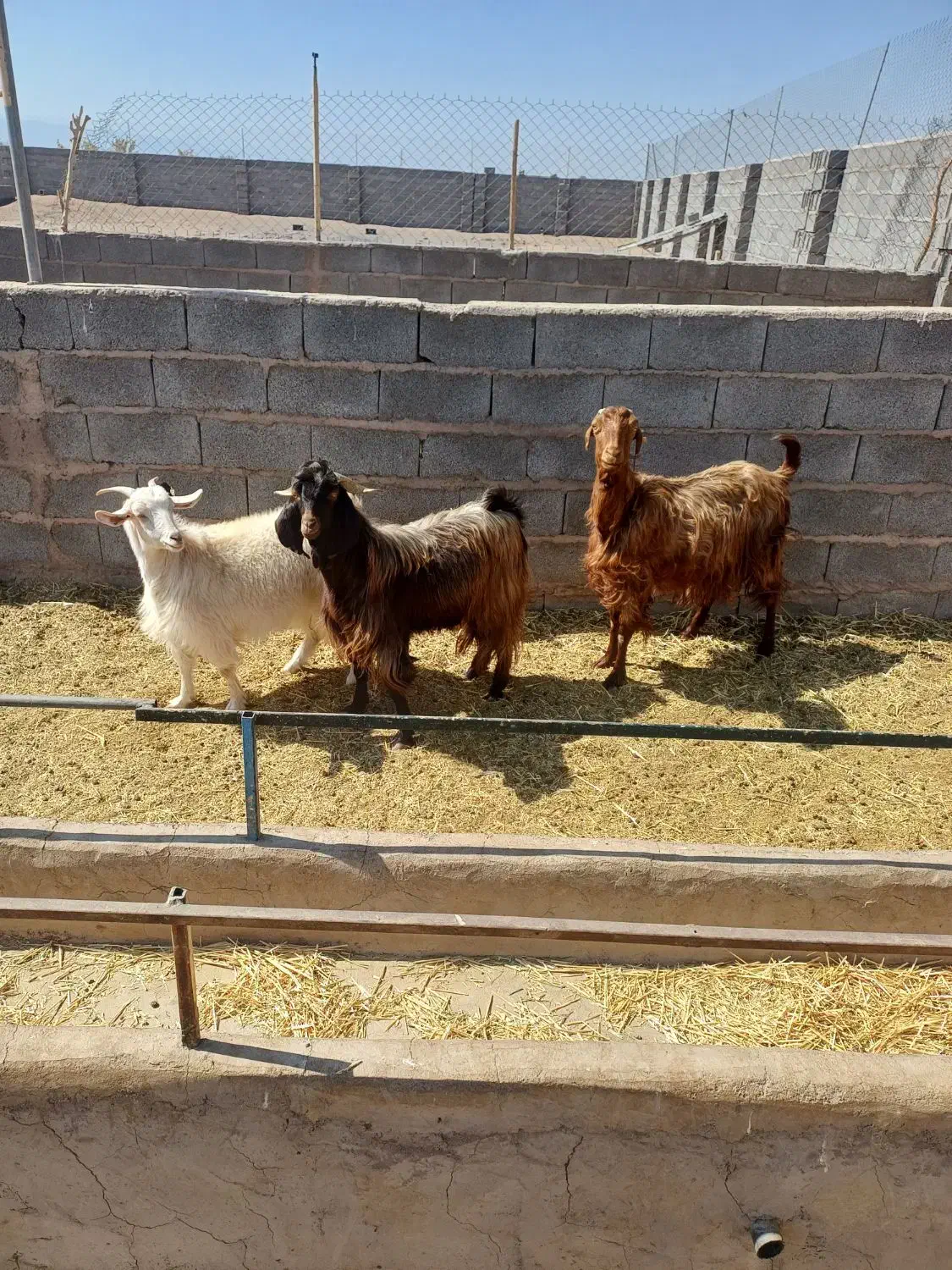 بز پاکستانی|حیوانات مزرعه|نگار, |دیوار