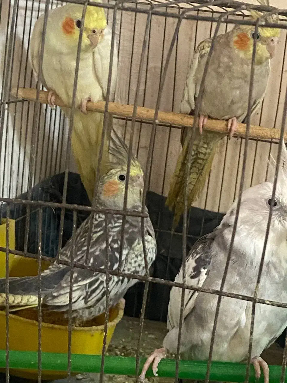 طوطی عروس هلندی|پرنده|رشت, سیا اسطلخ|دیوار