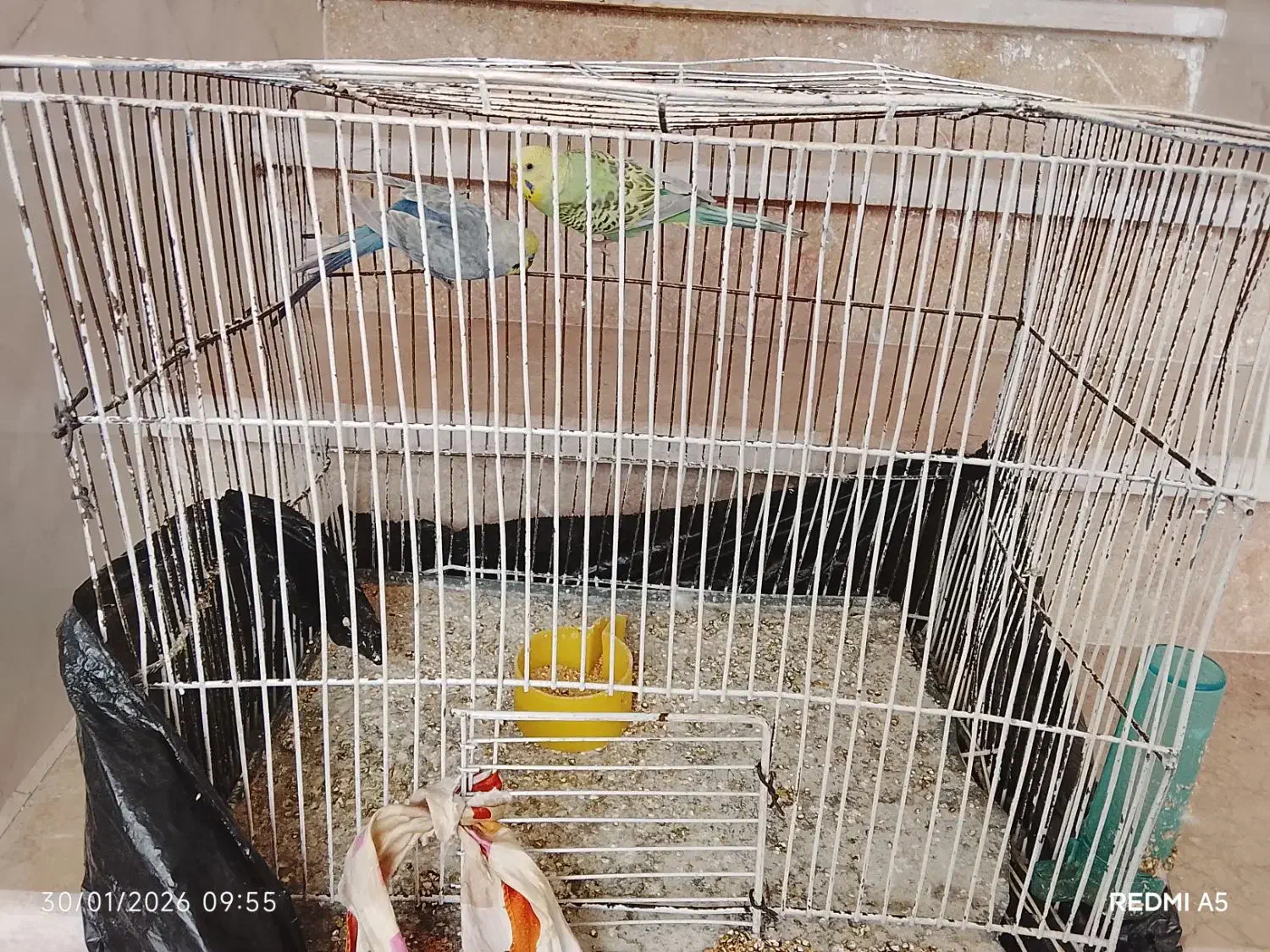 پرنده|پرنده|تربت جام, حافظ|دیوار