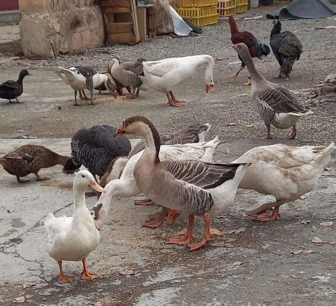 فروش غاز و بوقلمون و مرغ و خروس و اردک|حیوانات مزرعه|نقده, |دیوار