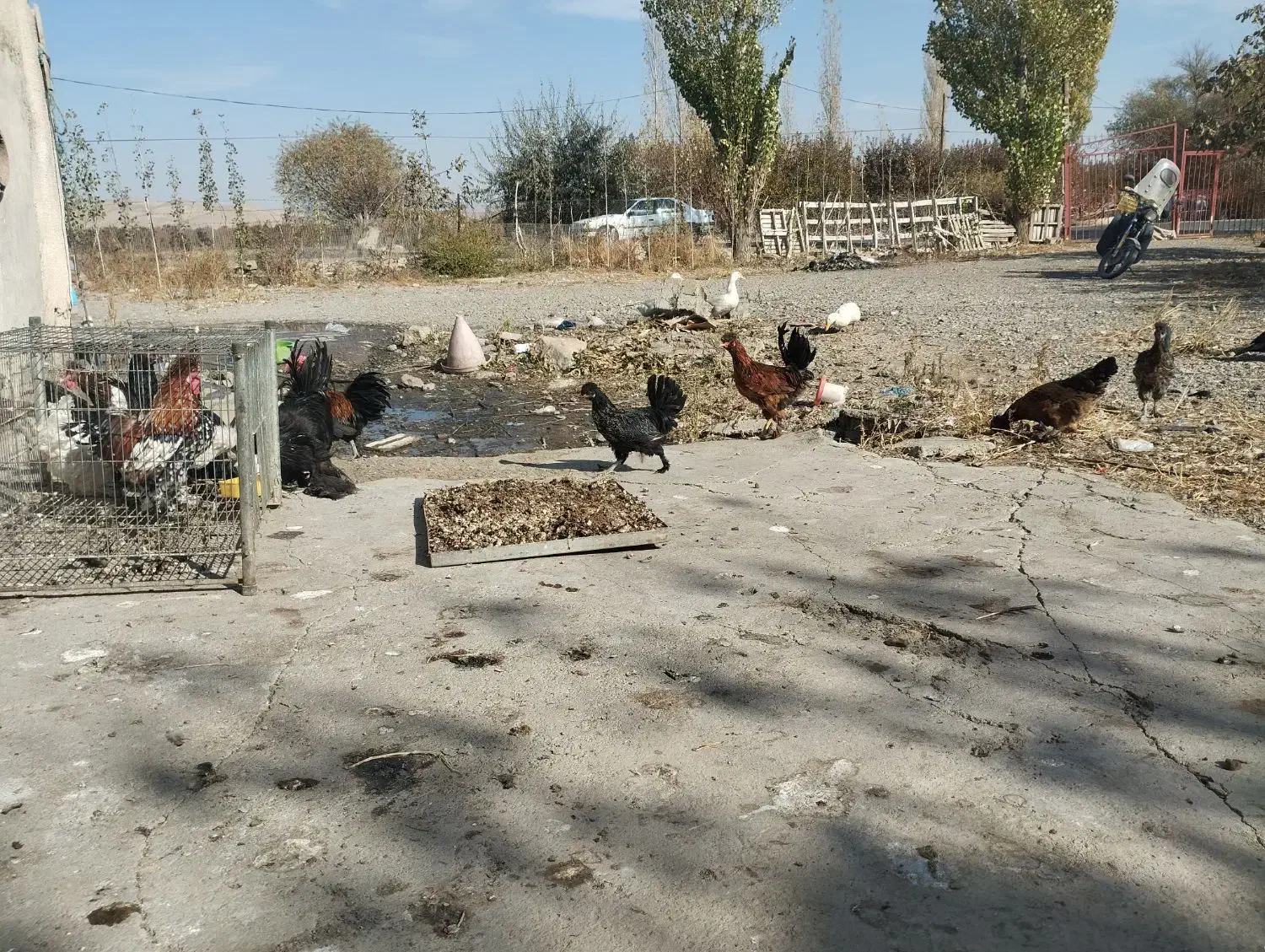 فروش مرغ محلی و تخم مرغ محلی و اردک و تخم اردک|حیوانات مزرعه|نقده, |دیوار