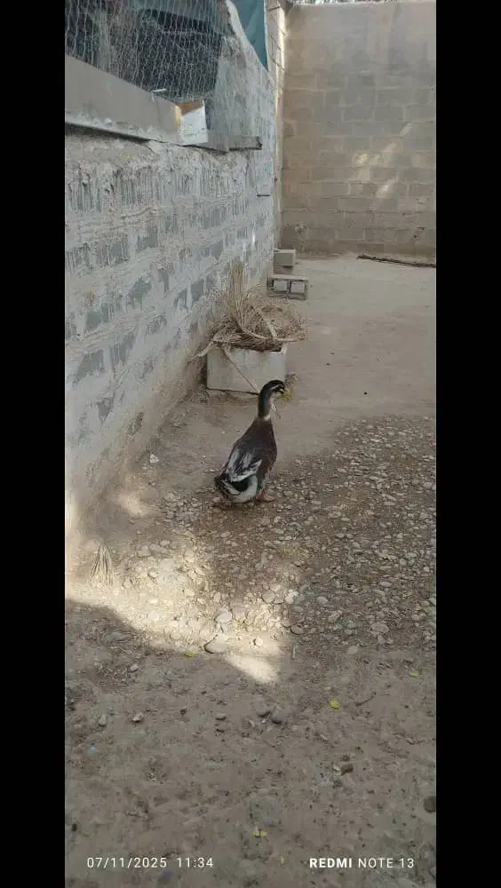 اوردک نر سرحال|حیوانات مزرعه|امیدیه, |دیوار