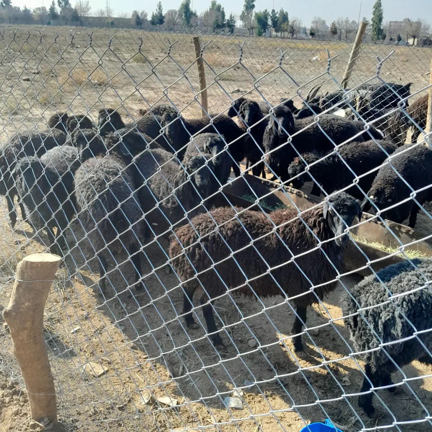 بره چاق کم شکم جفتی ۷۰|حیوانات مزرعه|جوادآباد, |دیوار