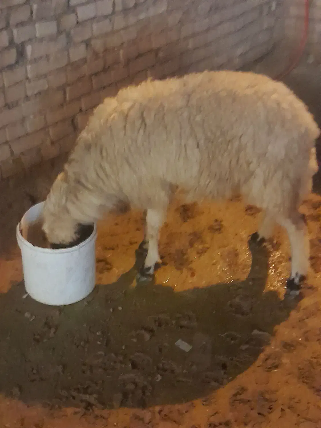 حمیدیه|حیوانات مزرعه|حمیدیه, |دیوار