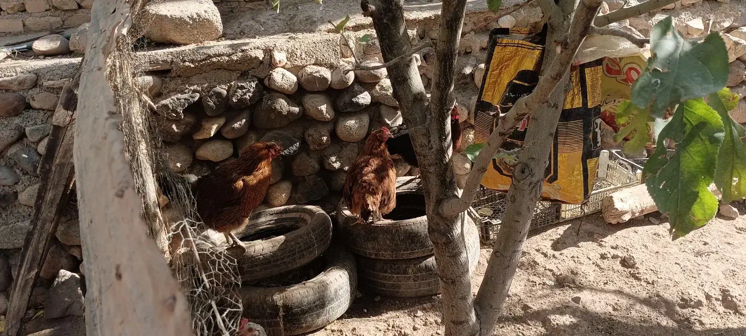 مرغ های محلی 100عدد|حیوانات مزرعه|مهربان, |دیوار