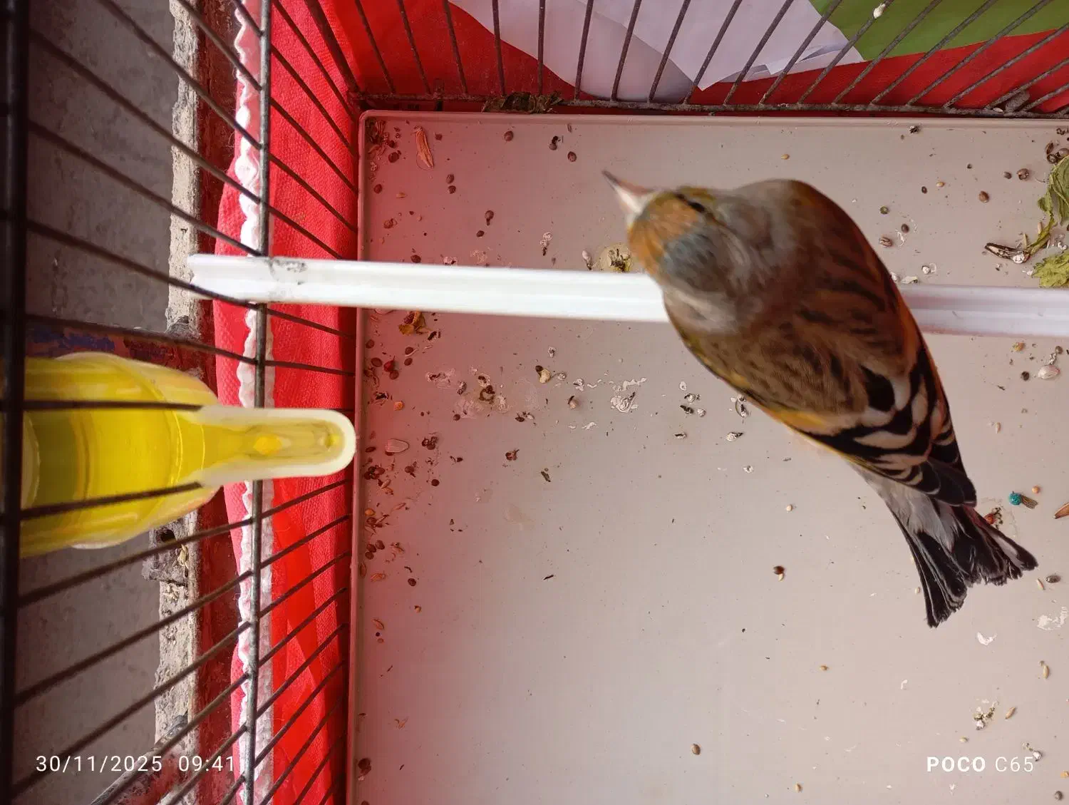 جوجه سهره قناری|پرنده|کرمانشاه, |دیوار