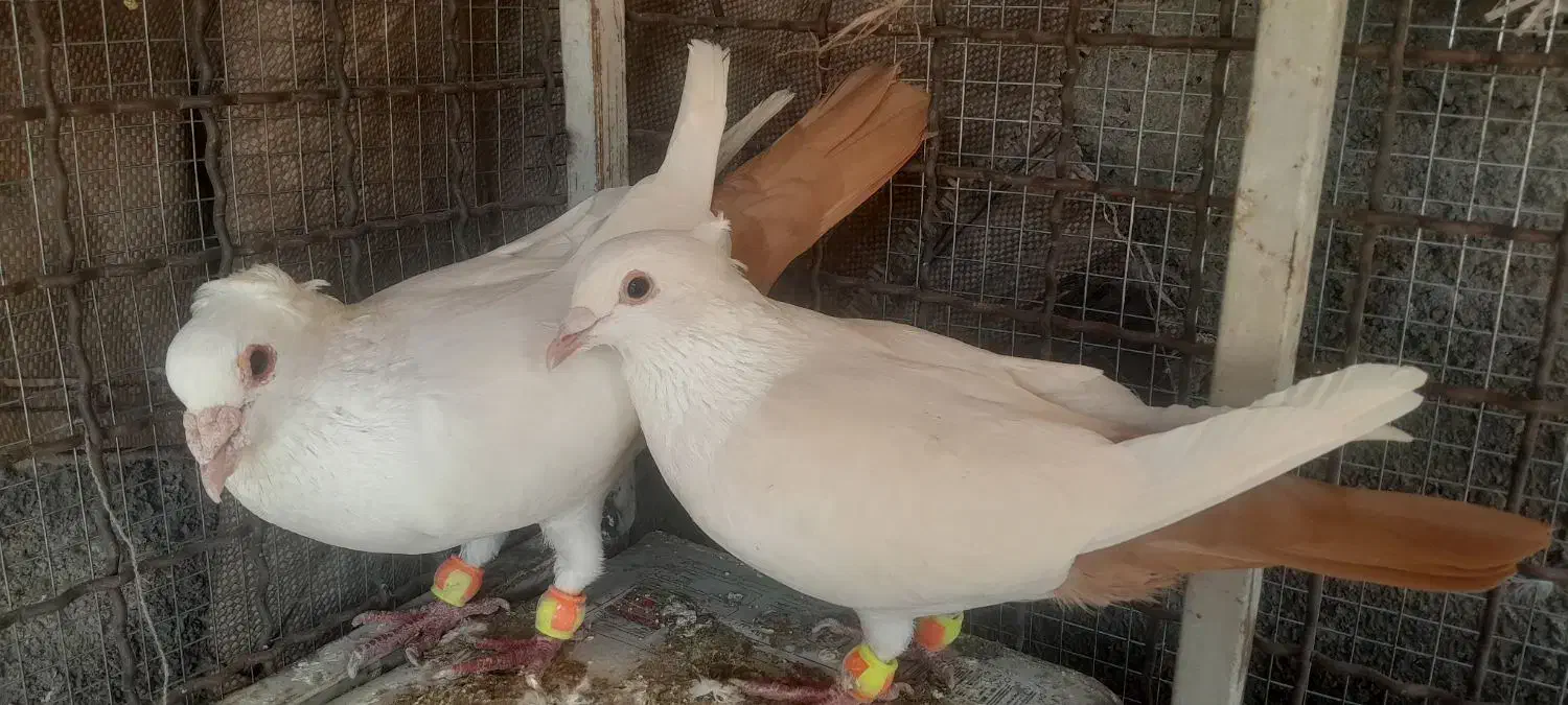 کبوتر دم زرد ، کبوتر دم سرخ ، کبوتر دم کِرِم|پرنده|مشهد, شهرک ابوذر|دیوار