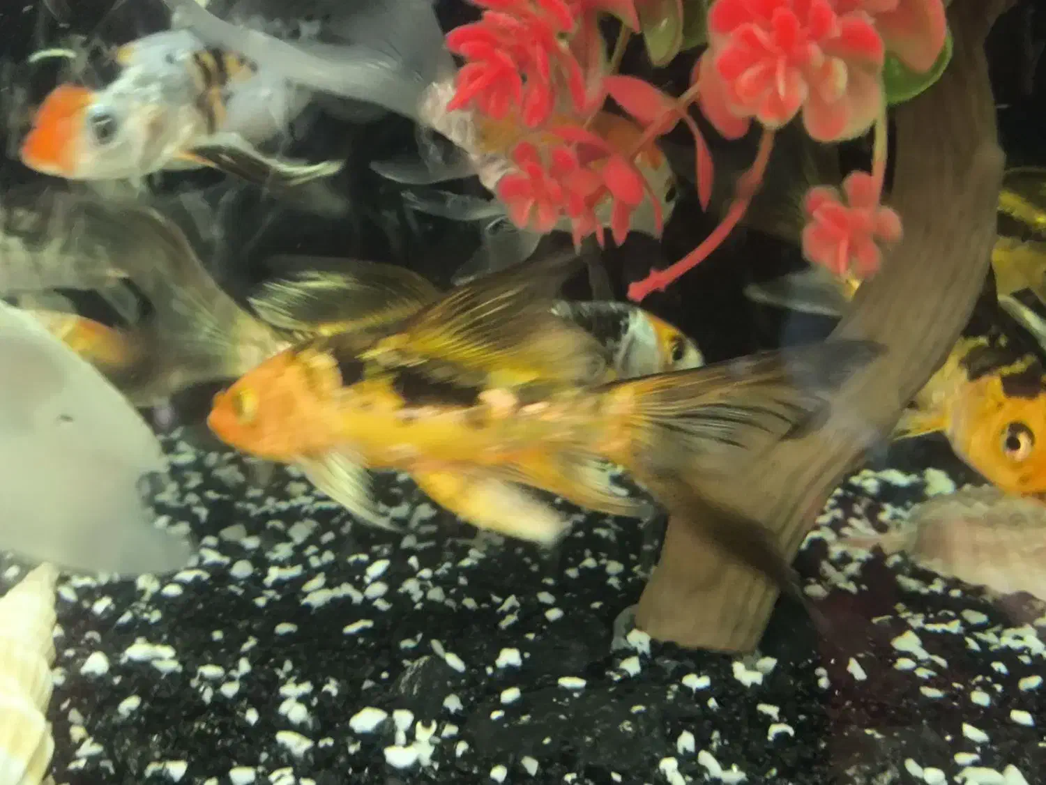 ماهی   کوی ژاپن|ماهی|کرمان, |دیوار