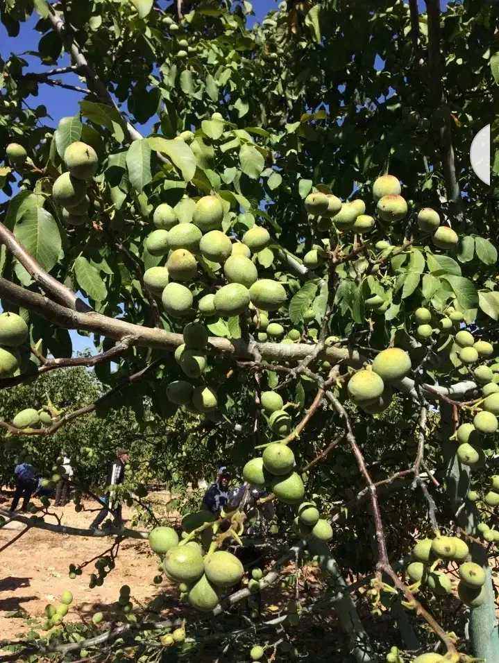 بادام فلق و تونی و سنگی وانواع گردو بلوط و توت|گل و گیاه طبیعی|خسروشاه, |دیوار