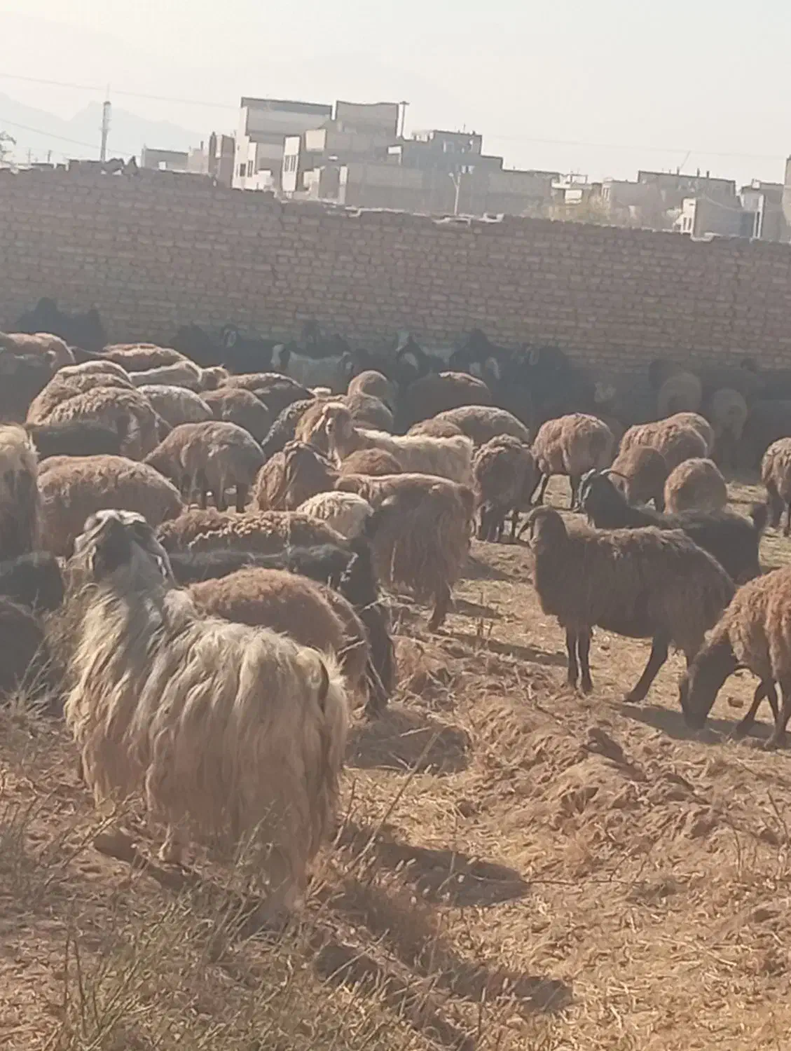 شیر|لوازم جانبی حیوانات|یزد, |دیوار